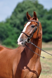 Modena S (Relius - Rotmistrz - Trawant)