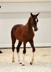 Quintero S (Quaterback - Sandro Song Junior - Retusz)